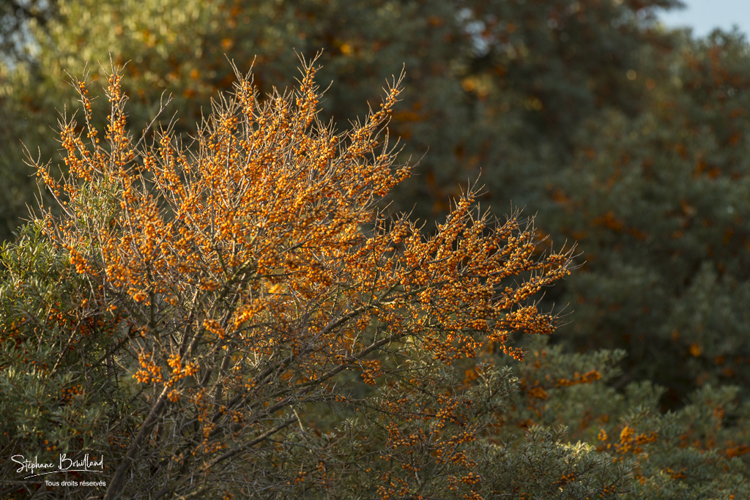 Argousier (Hippophae rhamnoides L.)  courvert de baies oranges en automne