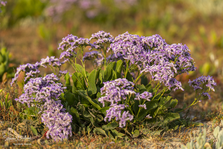 Lilas de mer (statices sauvages) 