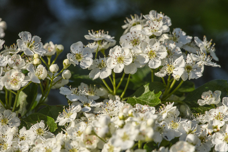Epine blanche en fleurs (Aubépine monogyne , Crataegus monogyna)