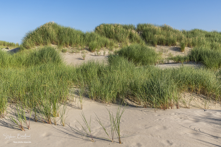 chiendent des sables (Elymus farctus) et oyats (Ammophila arenaria) 