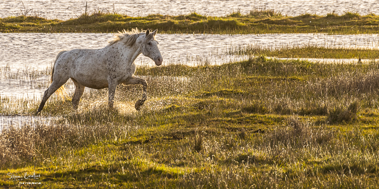 cheval et spatules dans les marais autour de la baie de Somme