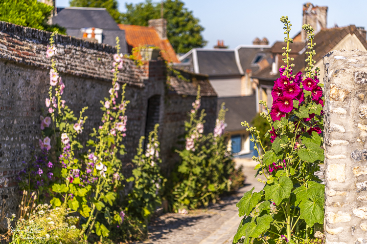 Les ruelles fleuries de la cité médiévale à Saint-Valery-sur-Somme