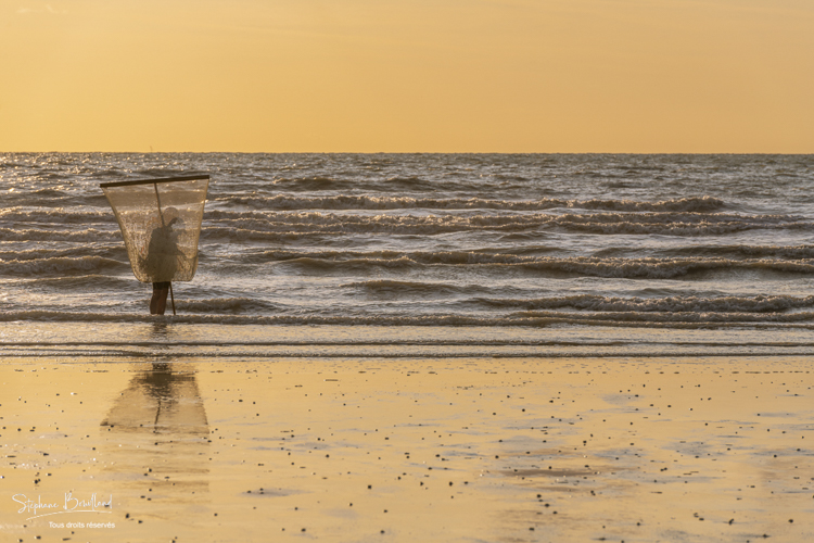 Pêcheurs de crevettes grises sur la plage de Ault.