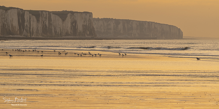 Les goélands et les mouettes sur la plage d'Ault au soleil couchant