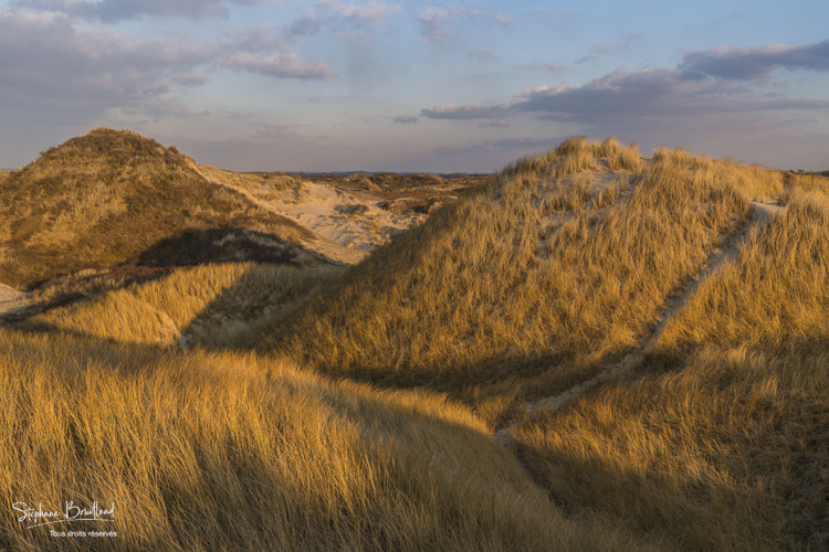 Les dunes du Marquenterre, entre Fort-Mahon et la Baie d'Authie.