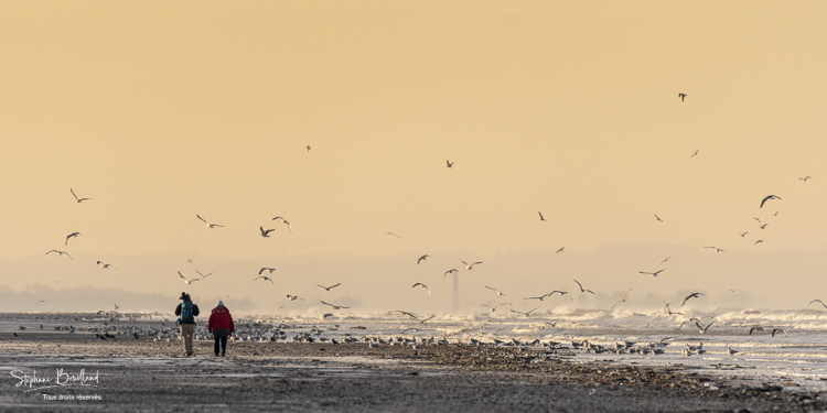 Promeneurs sur la plage et oiseaux marins
