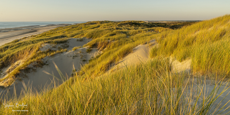 Les dunes entre Fort-Mahon et la baie d'Authie au soleil couchant