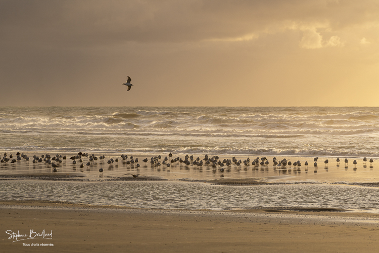 Goélands cendrés (Larus canus - Mew Gull) sur la plage à marée descendante