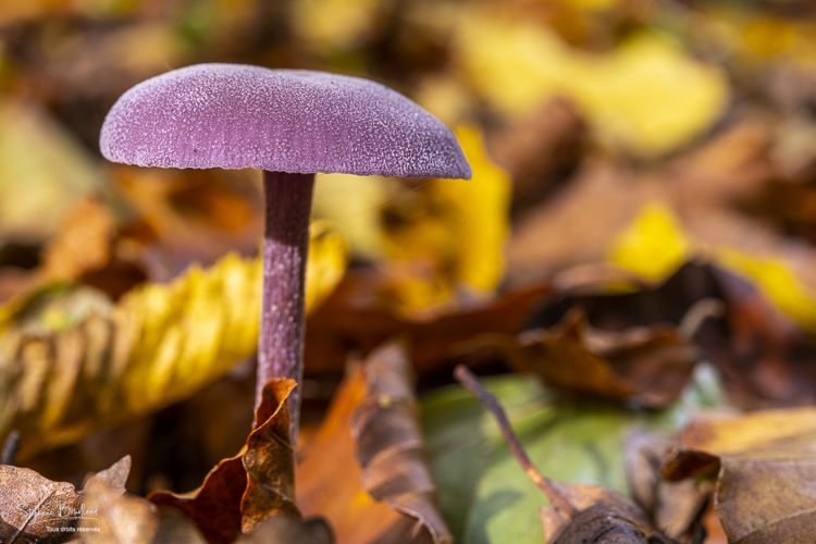 laccaire améthyste (Laccaria amethystina)
