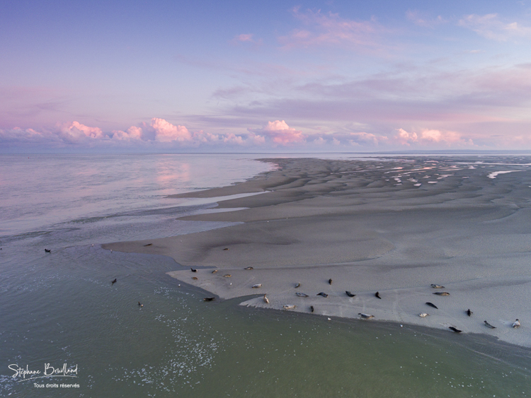 Les phoques sur leur reposoir à marée montante  à la pointe du Hourdel en baie de Somme