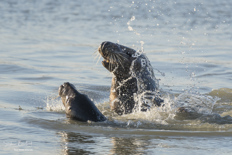 Jeux de phoques gris en Baie d'Authie (Berck-sur-mer).