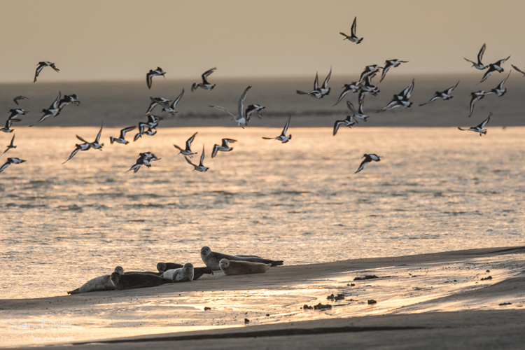 Phoques et vol d'huitriers-pies en baie de Somme