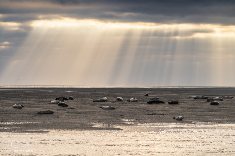 Les phoques à Berck-sur-mer