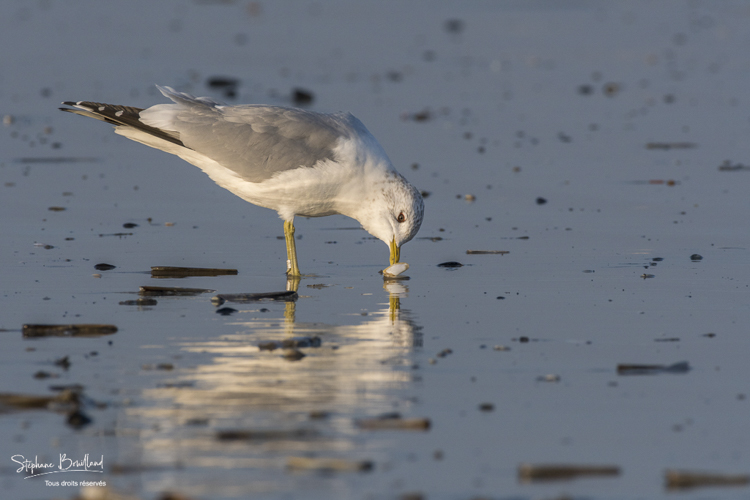Bécasseaux Sanderling (Calidris alba - Sanderling) sur la plage de Quend-Plage.