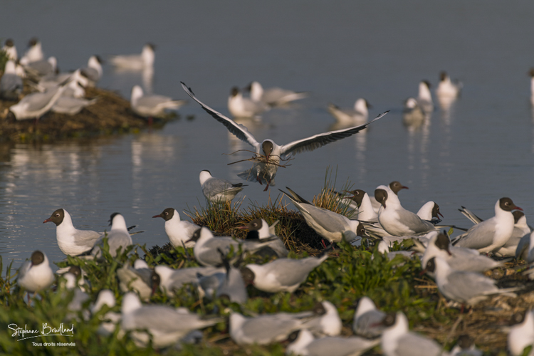 Arrivée de la colonie de mouettes rieuses (Chroicocephalus ridibundus , Black-headed Gull) au Marais du Crotoy en Baie de Somme