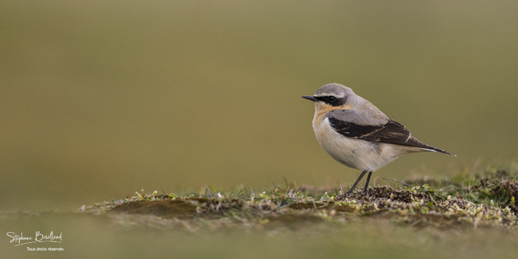 Traquet motteux - Oenanthe oenanthe - Northern Wheatear