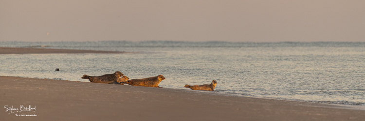 Phoques veaux-marins sur un banc de sable du Hourdel