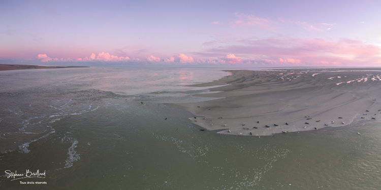 Les phoques sur leur reposoir à marée montante  à la pointe du Hourdel en baie de Somme