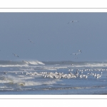 Goélands cendrés (Larus canus - Mew Gull) sur la plage de Quend-Plage