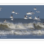 Goélands cendrés en vol  (Larus canus - Mew Gull) sur la plage de Quend-Plage