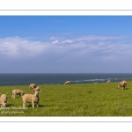 Les moutons sur le site du Cap Gris-Nez