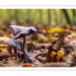 Laccaire améthyste (Laccaria amethystina)