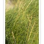 Elymus farctus (chiendent des sables, chiendent piquant)