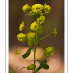 Euphorbe des bois (Euphorbia amygdaloides)
