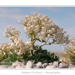 chou marin (Crambe maritima) encore appelÃ© crambe maritime en fleurs sur la digue de galets du hÃ¢ble d'Ault - SÃ©rie " La flore du HÃ¢ble d'Ault" - Saison : Printemps - Lieu : HÃ¢ble d'Ault, Ault / Cayeux-sur-mer, Baie de Somme, CÃ´te Picarde, PNR Picardie Maritime, Somme, Picardie, France