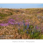 Le hÃ¢ble d'Ault, fleuri par la VipÃ©rine et le Serpolet en fin de printemps - Saison : Printemps - Lieu : HÃ¢ble d'Ault, Cayeux-sur-mer / Ault, Baie de Somme, Somme, Picardie, France