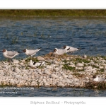 Avocettes et mouettes occupent ces ilÃ´ts au milieu de l'Ã©tang, notamment pour couver au printemps. La cohabitation n'est pas toujours facile et les oiseaux se chamaillent rÃ©guliÃ¨rement. Saison : Printemps - Lieu : HÃ¢ble d'Ault, Cayeux-sur-mer / Ault, Baie de Somme, Somme, Picardie, France