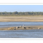 Les phoques sur les bancs de sable au Hourdel
