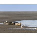 Phoques veau-marins en baie de Somme et promeneurs