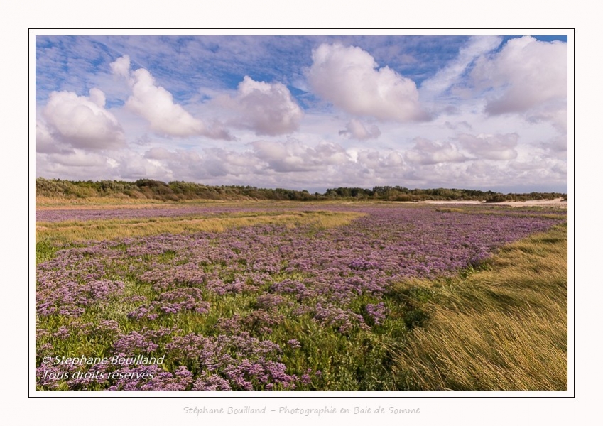 Les lilas de mers de la réserve naturelle de la Baie de Somme - Photos