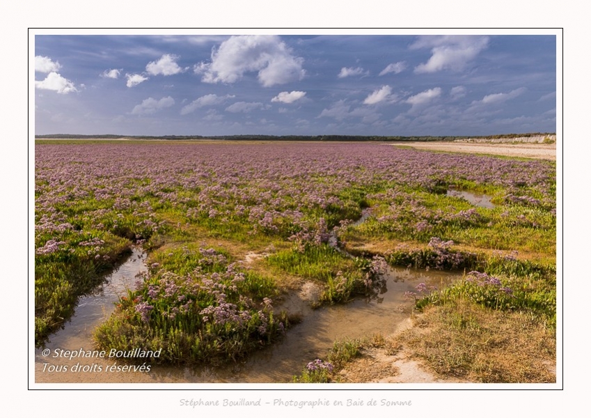 Les lilas de mers de la réserve naturelle de la Baie de Somme - Photos