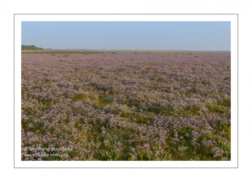 Les Lilas de mer en Baie d'Authie à FortMahon Photos de la Baie de Somme et de la Côte d