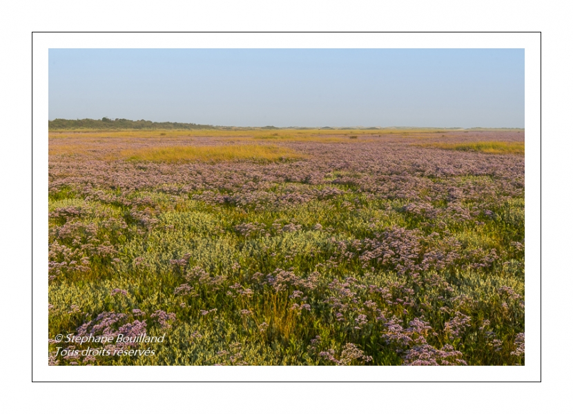 Les Lilas de mer en Baie d'Authie à FortMahon Photos de la Baie de Somme et de la Côte d