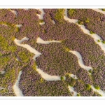 Lilas de mer (statices sauvages) près de Noyelles-sur-mer