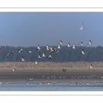Vol de Tadornes de Belon (Tadorna tadorna - Common Shelduck) dans la réserve naturelle de la Baie de Somme