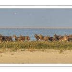 Mouflons (Mouflon corse, Ovis orientalis musimon) ayant trouvé refuge dans la réserve naturelle en baie de Somme un jour de chasse