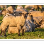 moutons de prés-salés en pâture pendant les grandes marées