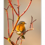 Rougegorge familier (Erithacus rubecula - European Robin) - Saison : Hiver - Lieu : Marcheville, Somme, Picardie