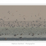 Multitude d'oiseaux rassemblÃ©s en baie de Somme par une froide soirÃ©e d'hiver - Saison : Hiver - Lieu :  Plages de la Maye, Le Crotoy, Baie de Somme, Somme, Picardie, France
