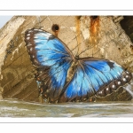 Papillon peint sur le blockhauss du hourdel