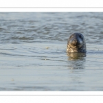 France, Pas-de-Calais (62), Côte d'opale, Berck-sur-mer, phoque gris (Halichoerus grypus) au repos sur les bancs de sable en baie d'Authie // France, Pas-de-Calais (62), Opal Coast, Berck-sur-mer, grey seal (Halichoerus grypus) resting on sandbanks in the Bay of Authie