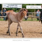 Les poulains de l'annÃ©e sont prÃ©sentÃ©s Ã  un jury prÃ©sidÃ© par M. Bizet, Ã©leveur. Le jury dÃ©cerne un prix au poulain qui reprÃ©sente le mieux les critÃ¨res de la race Henson. Les poulains sont prÃ©sentÃ©es avec leur mÃ¨re dont ils s'Ã©cartent encore trÃ¨s peu, la jument pouliniÃ¨re est guidÃ©e par une jeune fille, la "meneuse". Certains des poulains ont encore leur poil clair de bÃ©bÃ© ou bien commencent Ã  le perdre. La fÃªte de l'Ã©levage Henson Ã  Rue : Ferya des Hensons - Saison : Ã©tÃ© - Lieu : Rue, Marquenterre,Somme, Picardie, France