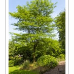 Gleditsia japonica, Févier du Japon - Abbaye et Jardins de Valloires