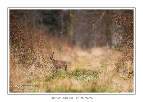 saison : hiver - Lieu : Forêt de Crécy, Marcheville, Somme, Picardie, France