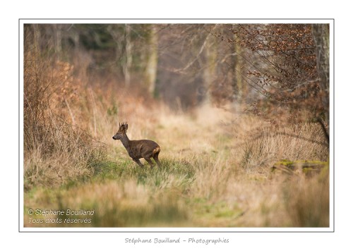 saison : hiver - Lieu : Forêt de Crécy, Marcheville, Somme, Picardie, France