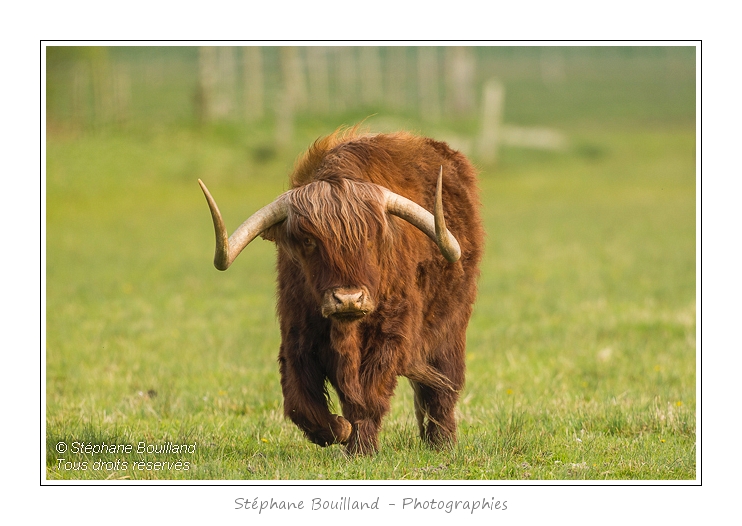 Vache_Highland_Cattle_01_05_2013_006-border